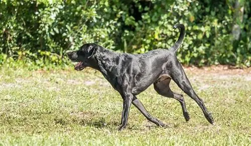 Como ajudar um cachorro com displasia coxofemoral: 11 dicas de especialistas