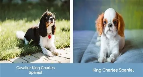 Cavalier King Charles Spaniel vs King Charles Spaniel