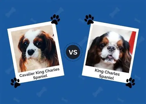 Cavalier King Charles Spaniel vs King Charles Spaniel: Hur är de olika?