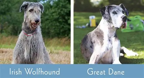 Irish Wolfhound vs Great Dane unul lângă altul