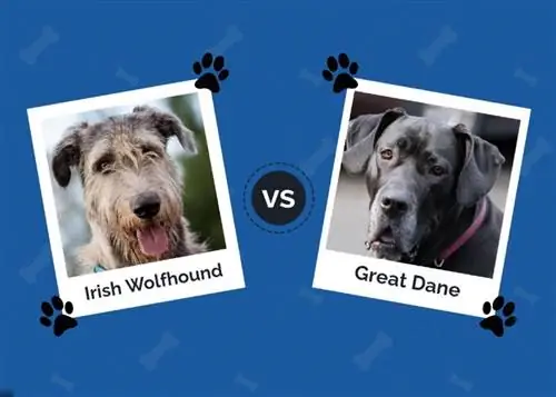 Irischer Wolfshund vs. Deutsche Dogge: Die Unterschiede (mit Bildern)