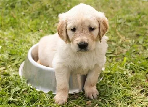 Golden Retriever balası