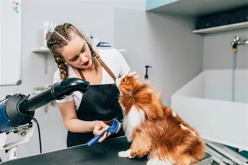 brushing Cavalier King Charles Spaniel