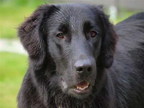 gorofa coated retriever