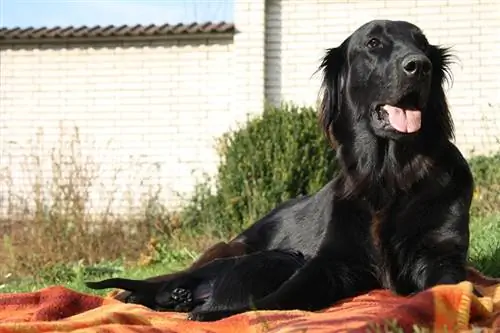 Flat-Coated Retriever