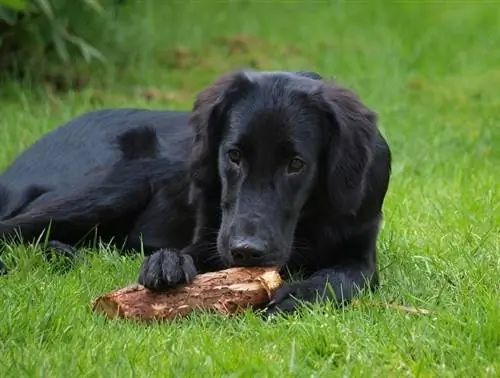 Flat Coated Retriever