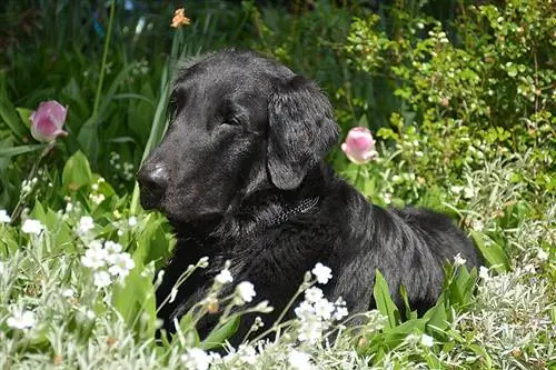 Perros perdigueros de pelo plano