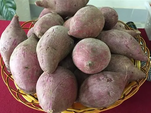 sötpotatis