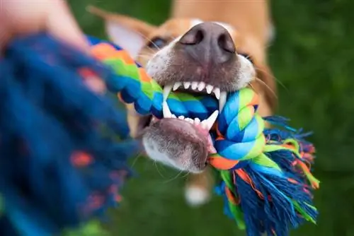 4 alternative allo spazzolamento dei denti del cane (Guida 2023)