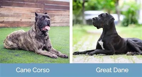 Cane Corso gegen Deutsche Dogge