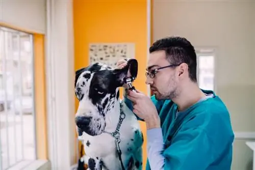 dogo ausų patikrinimas pas veterinarą