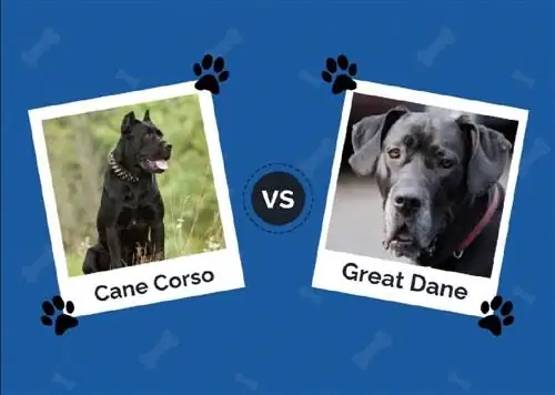 Cane Corso vs Great Dane: com es comparen?