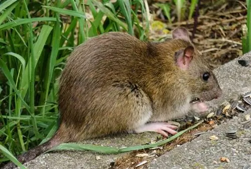 seekor tikus di rerumputan