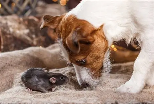 Hunden min drepte en rotte! 6 tips om hva du kan gjøre videre