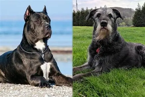 Race Cane Corso contre Schnauzer Géant