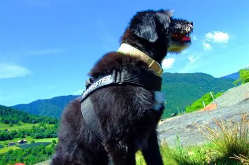 Giant Schnauzer Cane Corso Mix