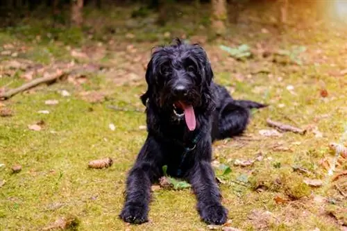 Schnauzer géant Cane Corso couché dans l'herbe