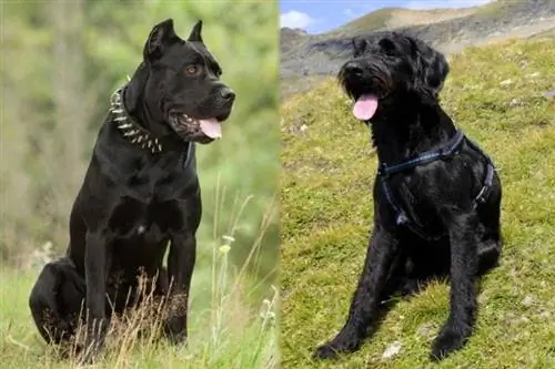 Cane Corso Giant Schnauzer aralashmasi: ma'lumot, rasmlar, xususiyatlar, & faktlar