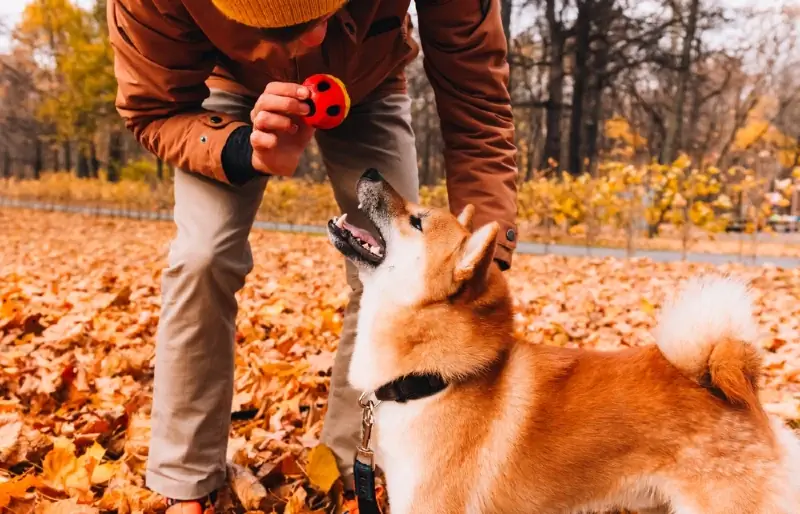 akita inu mbwa akifunzwa na kufundishwa mbinu na mpira nje