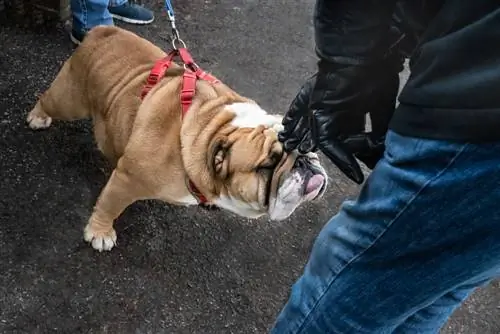 English Bulldog đánh hơi một người đàn ông