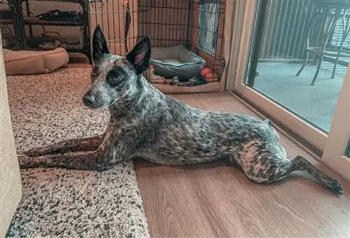 Australsk Stumpy Tail Cattle Dog