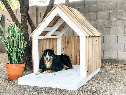 rumah anjing moden diy