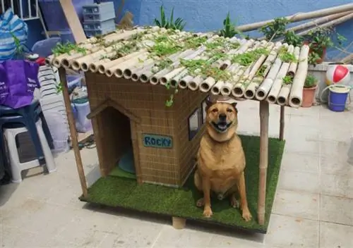 DIY Tropical Dog House