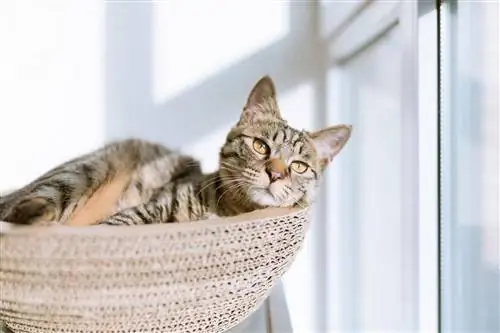 10 DIY No-Sew Cat Hammock Patterns and Plans You Can Make Today (nrog duab)