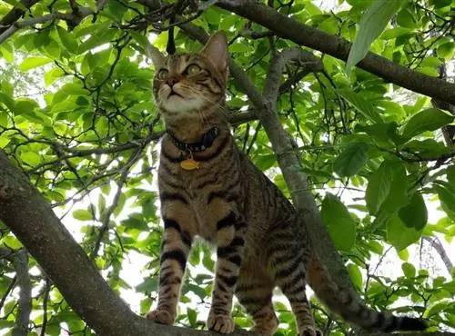 gato shorthair americano na árvore