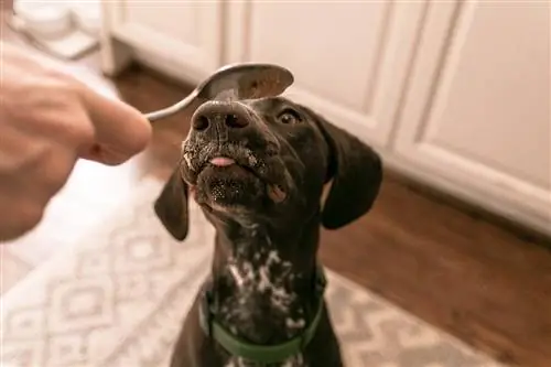 fıstık ezmesi yiyen köpek