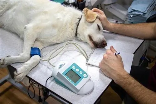 tecnologia veterinária