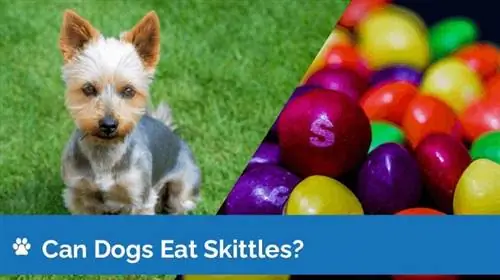 Kunnen honden kegelen eten? Zijn Skittles veilig voor honden?