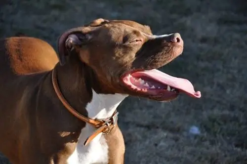 um cachorro com coleira