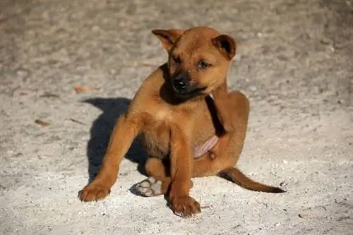 Kako se znebiti pasjih bolh: 4 koraki, ki jih je odobril veterinar