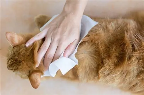 mujer usando toallitas de limpieza en un gato mascota