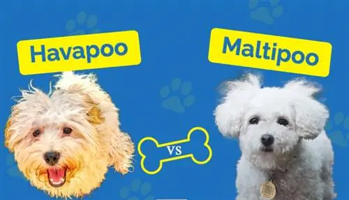 Havapoo vs M altipoo: کدام یک برای من مناسب است؟ (همراه با عکس)