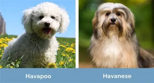 Havapoo vs Havanese kõrvuti