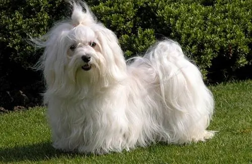 pikakarvaline valge havanese koer murul