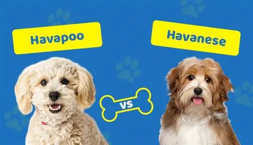 Havapoo vs Havanese: Hvordan er de forskellige? (Med billeder)