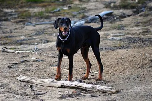 Eiropas dobermanis pludmalē