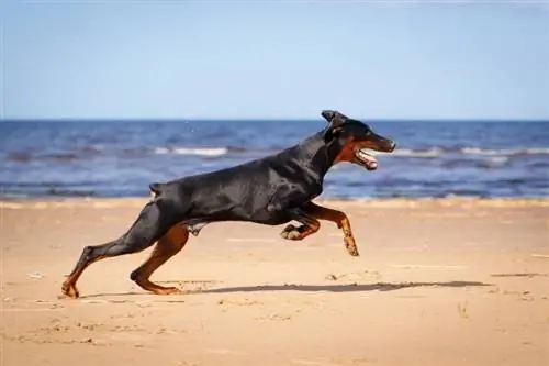 doberman-pincher-tập thể dục_-DragoNika_Shutterstock