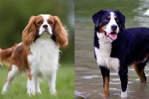 Mini Bernese Mountain Dogs. արդյոք նրանք գոյություն ունեն: