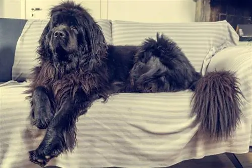 Newfoundland köpek kanepede