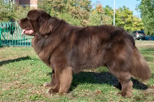 anjing newfoundland coklat berdiri di taman