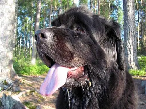 newfoundland dog slobbering