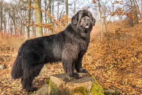 câine newfoundland în aer liber