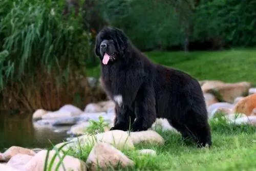 14 Prós do cão Newfoundland & Contras que você precisa saber