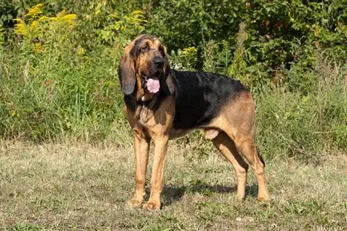 bloedhond staande op het gras