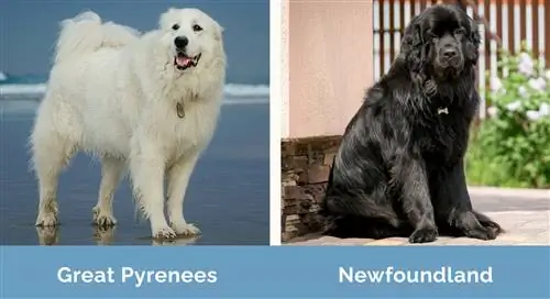 Groot Pireneë teen Newfoundland langs mekaar