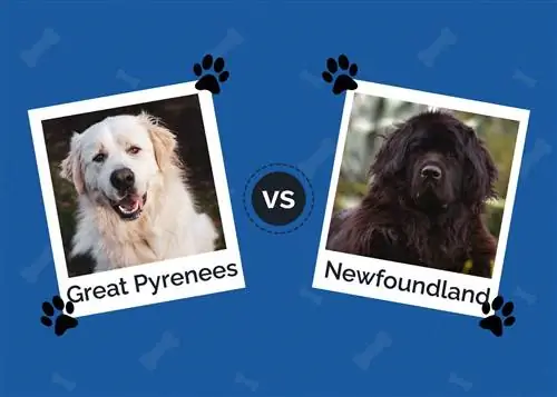 Great Pyrenees vs Newfoundland: Mga Pangunahing Pagkakaiba (May Mga Larawan)